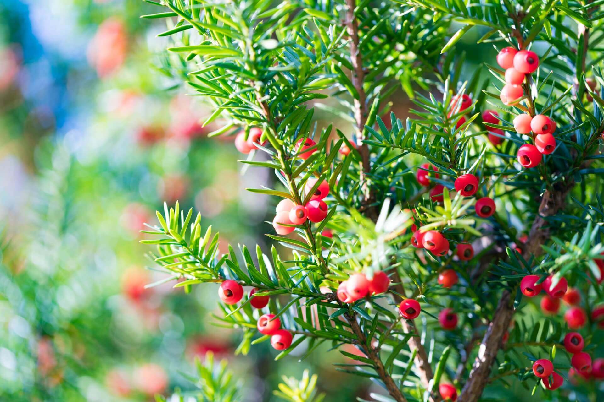 「イチイ」Japanese Yew　事業所名の由来